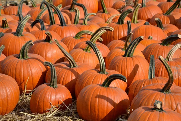 Bir sürü portakal büyük ve küçük balkabağı tarlada saman üstünde