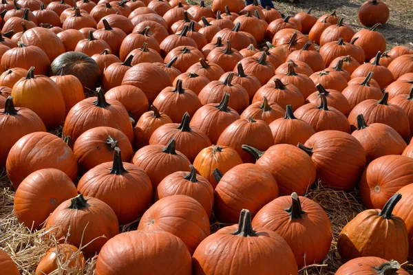 Una Gran Cantidad Naranja Calabazas Grandes Pequeñas Paja Campo — Foto de Stock