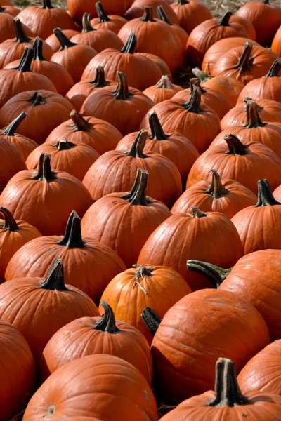 Una Gran Cantidad Naranja Calabazas Grandes Pequeñas Paja Campo — Foto de Stock