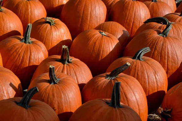 Una Gran Cantidad Naranja Calabazas Grandes Pequeñas Paja Campo — Foto de Stock