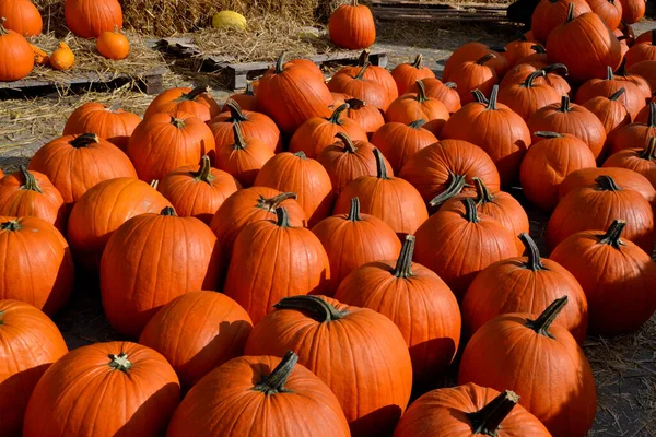 Una Gran Cantidad Naranja Calabazas Grandes Pequeñas Paja Campo — Foto de Stock