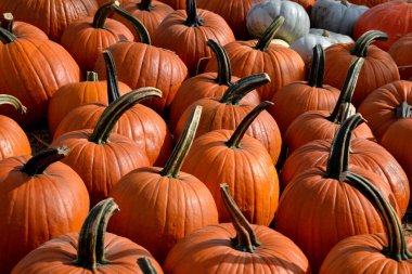Sonbaharda, Varşova 'da samanların üzerinde cadılar bayramı sergisi pazarında büyük turuncu balkabakları.