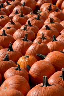 Sonbaharda, Varşova 'da samanların üzerinde cadılar bayramı sergisi pazarında büyük turuncu balkabakları.