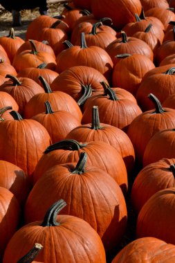 Sonbaharda, Varşova 'da samanların üzerinde cadılar bayramı sergisi pazarında büyük turuncu balkabakları.