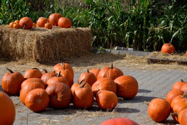 Sonbaharda, Varşova 'da samanların üzerinde cadılar bayramı sergisi pazarında büyük turuncu balkabakları.