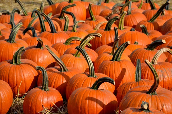 Szép Nagy Narancs Tök Ősszel Szeptember Halloween Kiállítás Piacon Egy — Stock Fotó