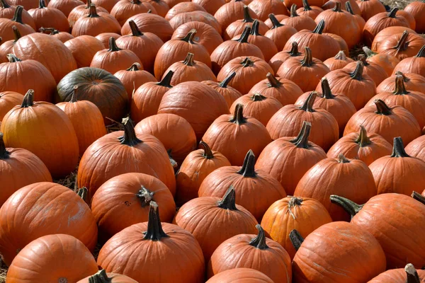 Grande Abóboras Laranja Agradável Outono Setembro Halloween Mercado Exposições Campo — Fotografia de Stock