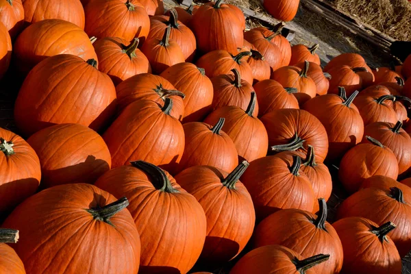 Szép Nagy Narancs Tök Ősszel Szeptember Halloween Kiállítás Piacon Egy — Stock Fotó