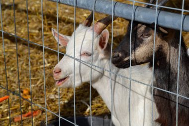 Küçük şirin beyaz ve siyah keçiler ağın arkasında, çitlerin arkasında Varşova 'daki çiftlikte havuç yiyeceği bekliyorlar.