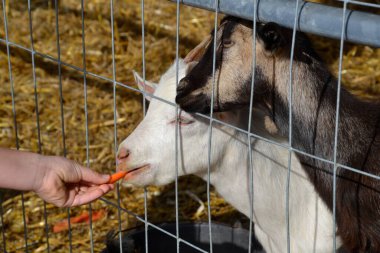Küçük şirin beyaz ve siyah keçiler ağın arkasında, çitlerin arkasında Varşova 'daki çiftlikte havuç yiyecekler yiyorlar.