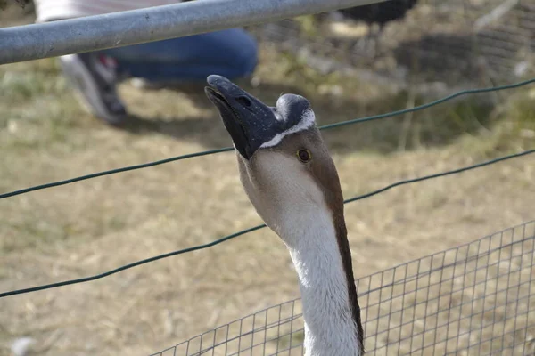 Cute Adorable Head White Brown Black Goose Farm Straw — Stock Photo, Image