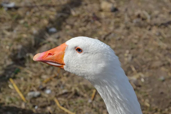 Roztomilý Krásný Rozkošný Hlava Bílé Husy Farmě Slámě Varšavě — Stock fotografie