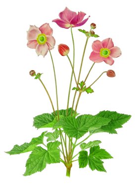 Dijital tekstil tasarımı çiçekler ve desenler için yapraklar ve kadın gömlekleri baskısı 