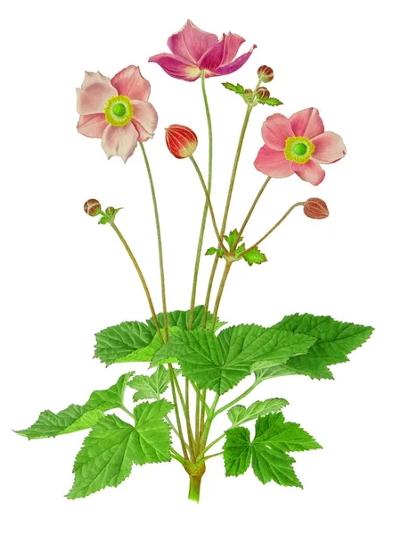 Dijital tekstil tasarımı çiçekler ve desenler için yapraklar ve kadın gömlekleri baskısı 