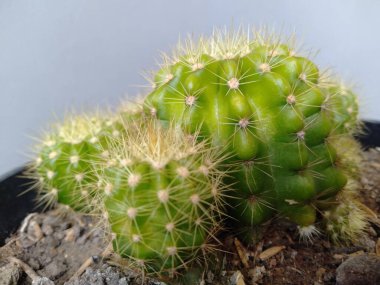 Küçük yeşil kaktüslerin küçük güzel dikenleri vardır.