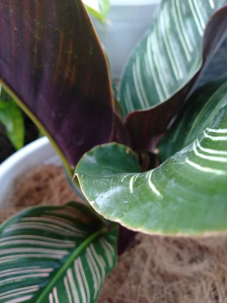 Bladeren Met Een Charmante Mooie Groene Kleur — Stockfoto