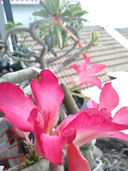 Beautiful Bright Pink Frangipani Flowers Black Pots — Stock Photo, Image