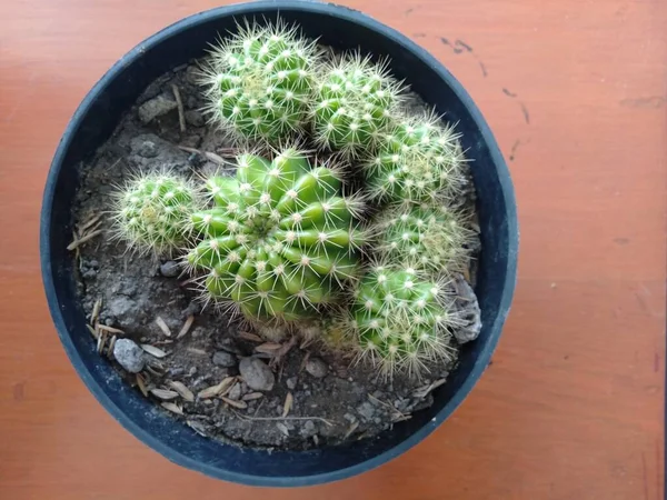 Small Green Cactus Has Small Beautiful Spines — Stock Photo, Image