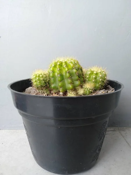 Pequeño Cactus Verde Tiene Pequeñas Espinas Hermosas —  Fotos de Stock
