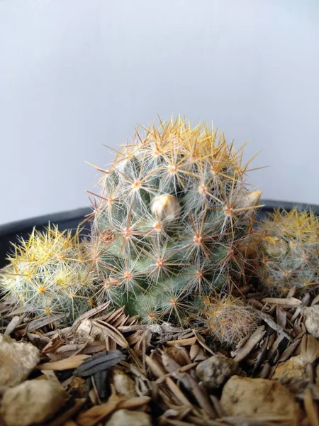 Kleine Groene Cactus Heeft Kleine Mooie Stekels — Stockfoto