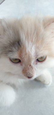 Sevimli ve aktif beyaz bir kedi.