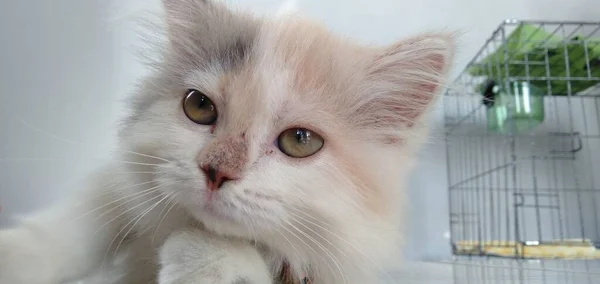 Gato Blanco Que Lindo Activo —  Fotos de Stock
