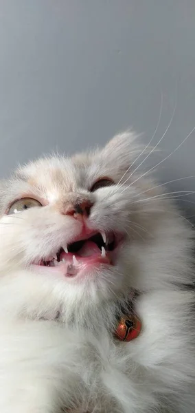 귀엽고 활동적 고양이 — 스톡 사진