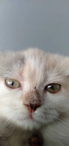Valkoinen Kissa Joka Söpö Aktiivinen — kuvapankkivalokuva