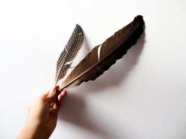 Beyaz bir arka planda elde tutulan kahverengi kuş tüyleri