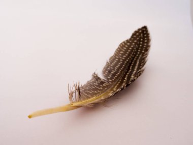 Beyaz arkaplanda kahverengi kuş tüyü