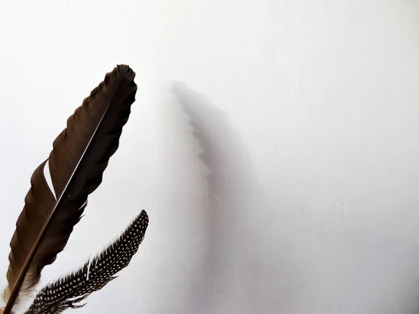 Beyaz Bir Arka Planda Elde Tutulan Kahverengi Kuş Tüyleri — Stok fotoğraf
