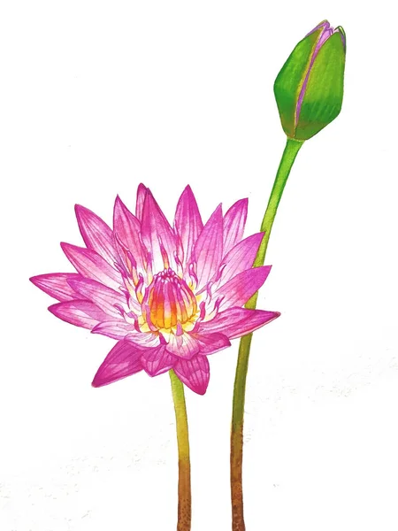 watercolor painting of pink water lily flowers on white background