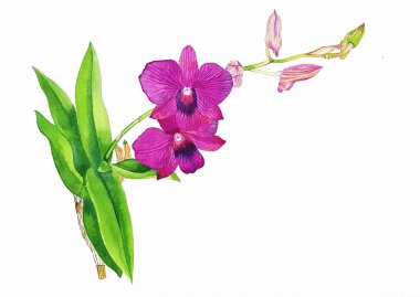 Beyaz arkaplanda mor orkidenin suluboya resmi