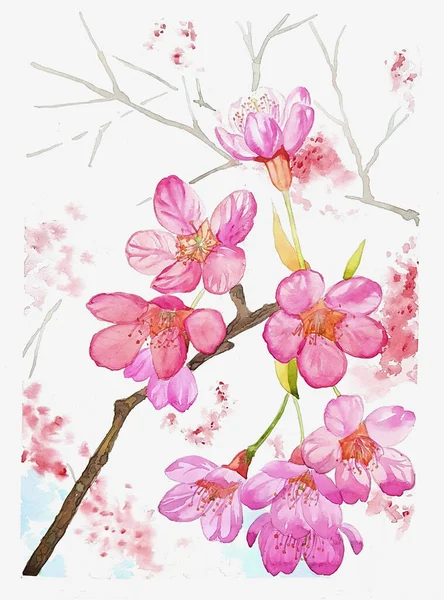 Watercolor Painting Cherry Blossom Flowers Its Branch — Stock Photo, Image