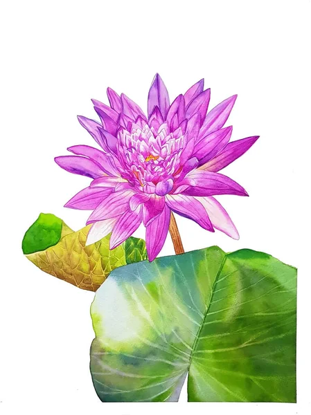 watercolor painting of purple \'King of Siam\' waterlily