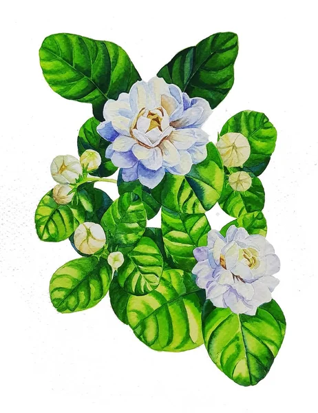 Akwarela Malarstwo Białe Kwiaty Jaśminu Białym Tle — Zdjęcie stockowe
