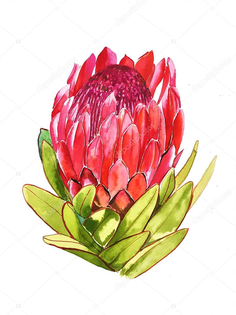 watercolor painting of red torch ginger flower on white background