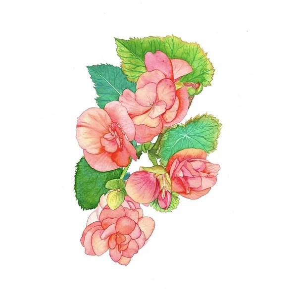 Watercolor Begonia Flowers White Background — Stock Photo, Image