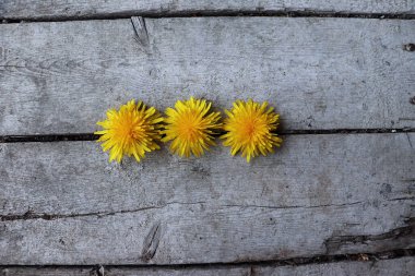 Ahşap arka plana karşı üç karahindiba. Kapat..