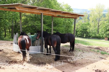 Üç at ayakta duruyor ve saman yiyor..