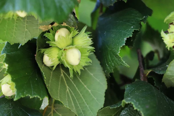 Four green hazelnuts are growing on the tree. — Stock Photo, Image