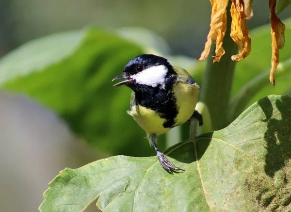 Tit Large Sunflower Leaf — Photo