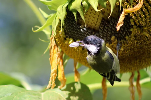 Blue Tit Stealing Sunflower Seeds Sunflower — Photo