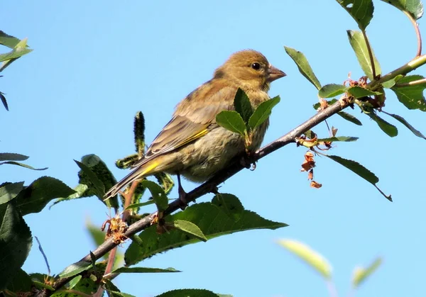 Oiseau Vert Mâle Sur Une Branche — Photo