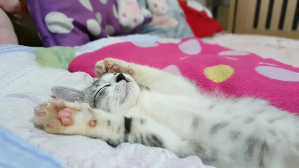 Gato Están Durmiendo Cama — Foto de Stock