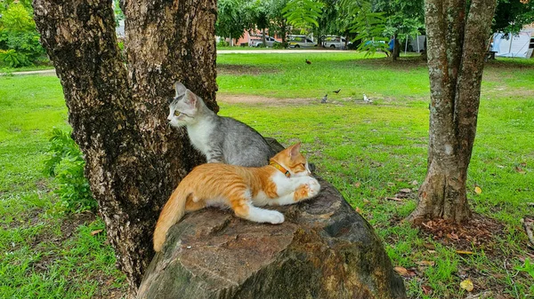 Katze Spielt Freibad — Stockfoto