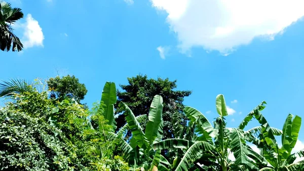 Bananeiras Com Céu Nuvens Fundo — Fotografia de Stock