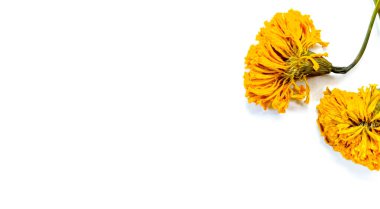 Beyaz telif alanı arkaplanı üzerine Marigold