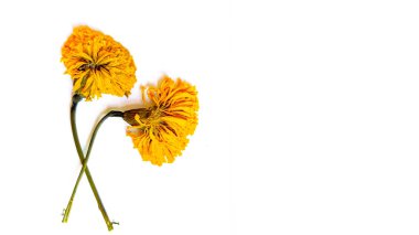 Beyaz telif alanı arkaplanı üzerine Marigold