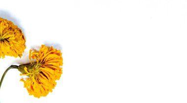 Beyaz telif alanı arkaplanı üzerine Marigold